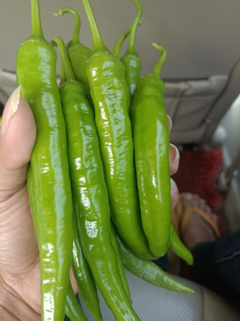 鲜辣椒广西精品杭椒，基地直发质量保证，价格优惠