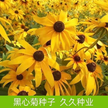 黑心菊种子四季易播种黑心金光菊种子景观绿化耐旱耐寒庭院花