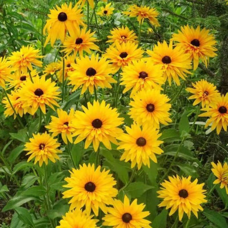 黑心菊种子四季易播种黑心金光菊种子景观绿化耐旱耐寒庭院花