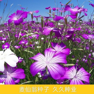 麦仙翁种子耐旱花海麦毒草花期长四季播种庭院景观花卉种子