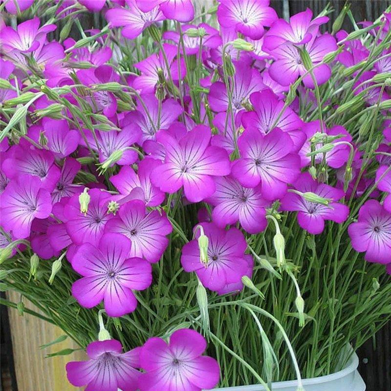 麦仙翁种子耐旱花海麦毒草花期长四季播种庭院景观花卉种子