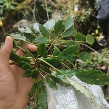 云南石山粗筒苣苔，粗筒苣苔，八角莲