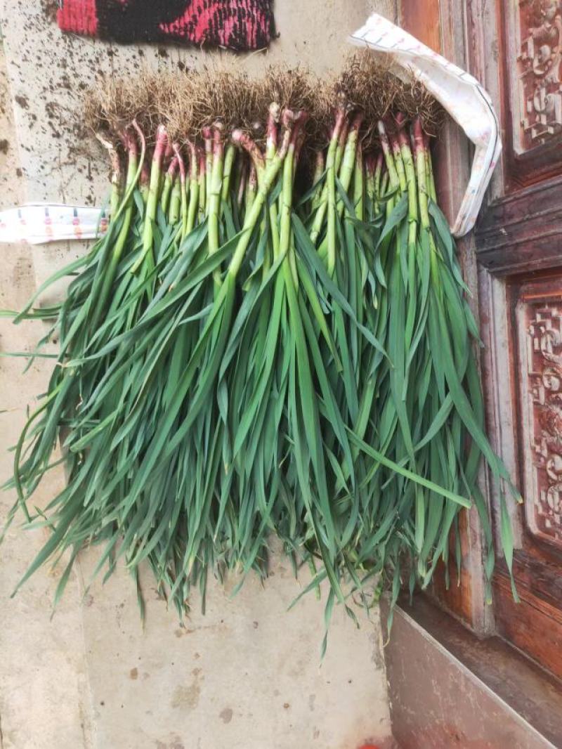 红根蒜苗