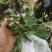 云南石山粗筒苣苔，粗筒苣苔，八角莲