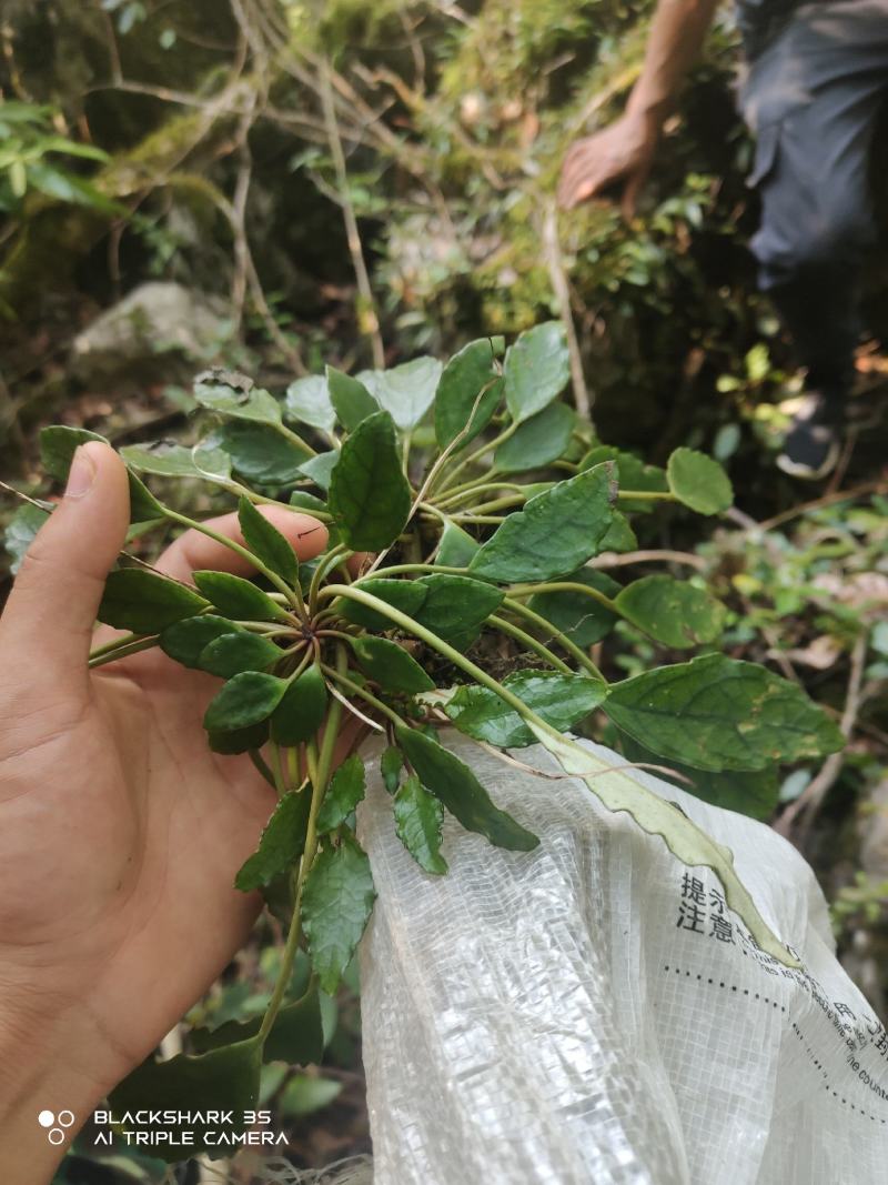 云南石山粗筒苣苔，粗筒苣苔，八角莲