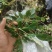 云南石山粗筒苣苔，粗筒苣苔，八角莲
