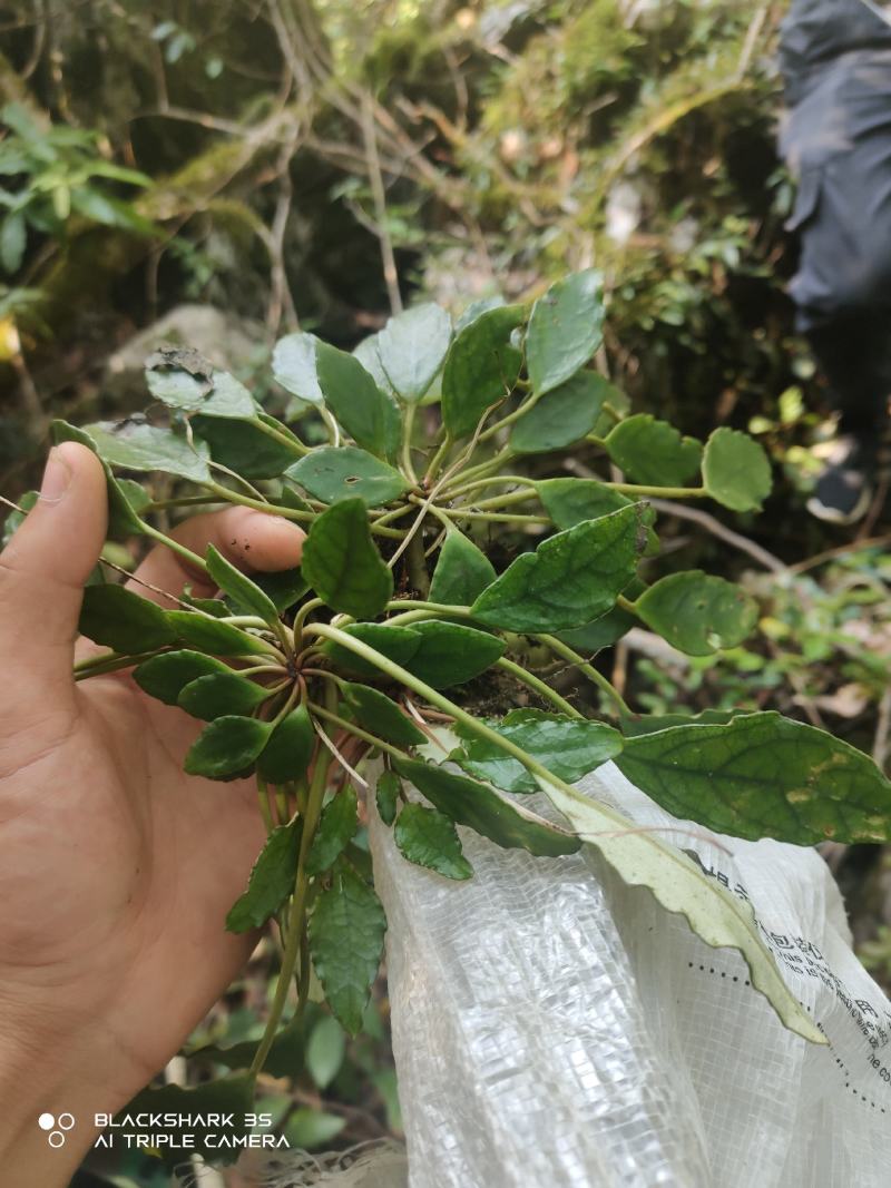 云南石山粗筒苣苔，粗筒苣苔，八角莲