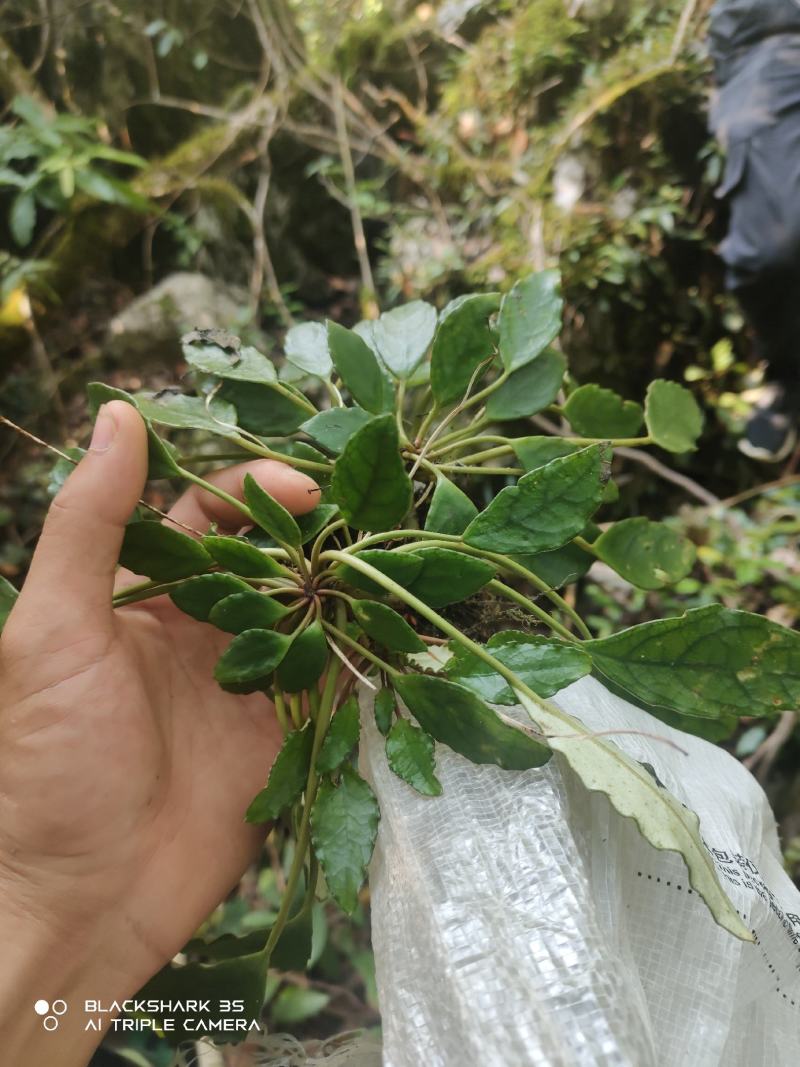 云南石山粗筒苣苔，粗筒苣苔，八角莲