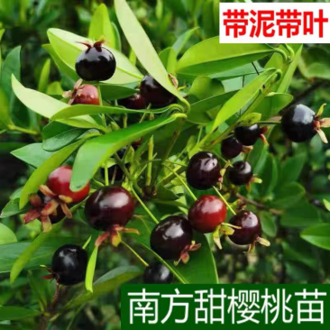 樱桃苗大果玫瑰樱桃苗盆栽南北方种植果苗