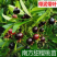 樱桃苗大果玫瑰樱桃苗盆栽南北方种植果苗