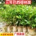 樱桃苗大果玫瑰樱桃苗盆栽南北方种植果苗