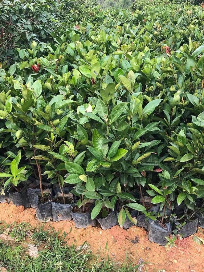 樱桃苗大果玫瑰樱桃苗盆栽南北方种植果苗