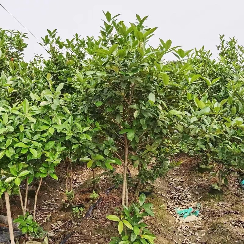 樱桃苗大果玫瑰樱桃苗盆栽南北方种植果苗