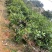 樱桃苗大果玫瑰樱桃苗盆栽南北方种植果苗