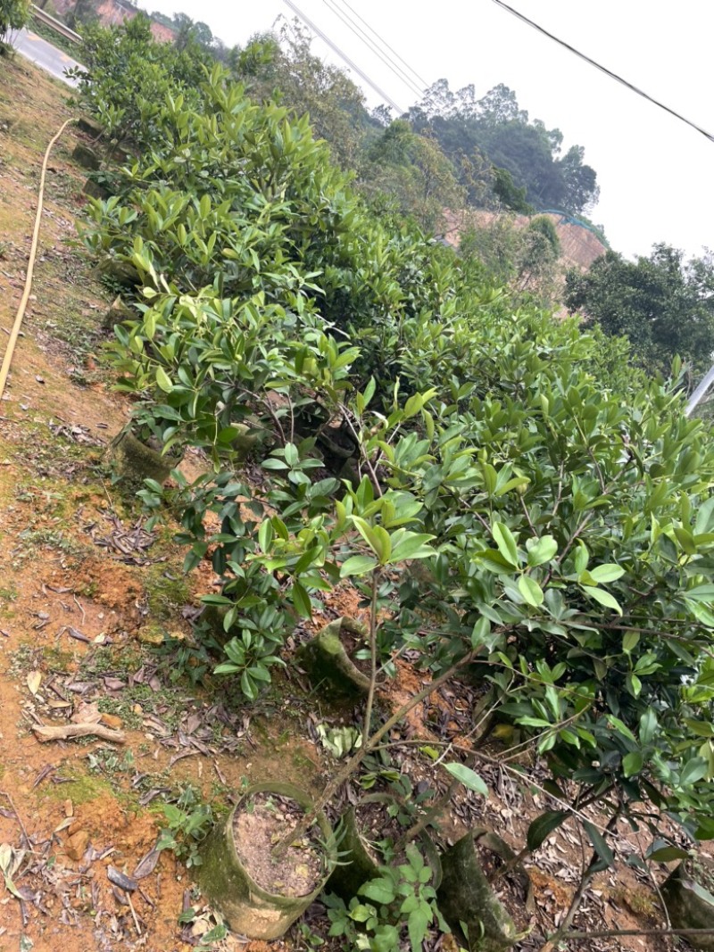 樱桃苗大果玫瑰樱桃苗盆栽南北方种植果苗