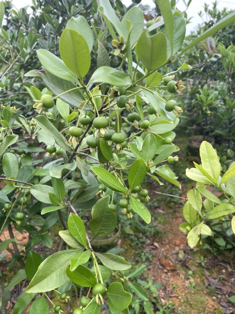 樱桃苗大果玫瑰樱桃苗盆栽南北方种植果苗
