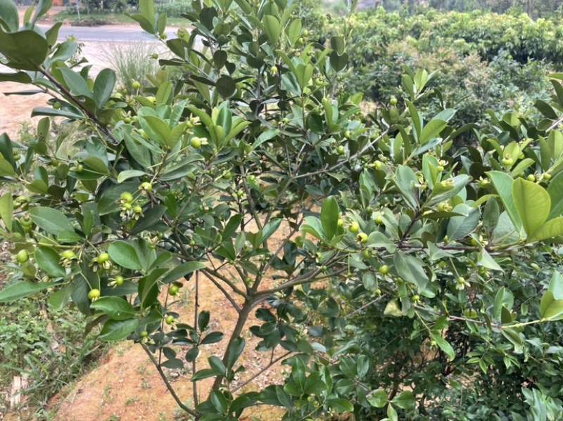樱桃苗大果玫瑰樱桃苗盆栽南北方种植果苗