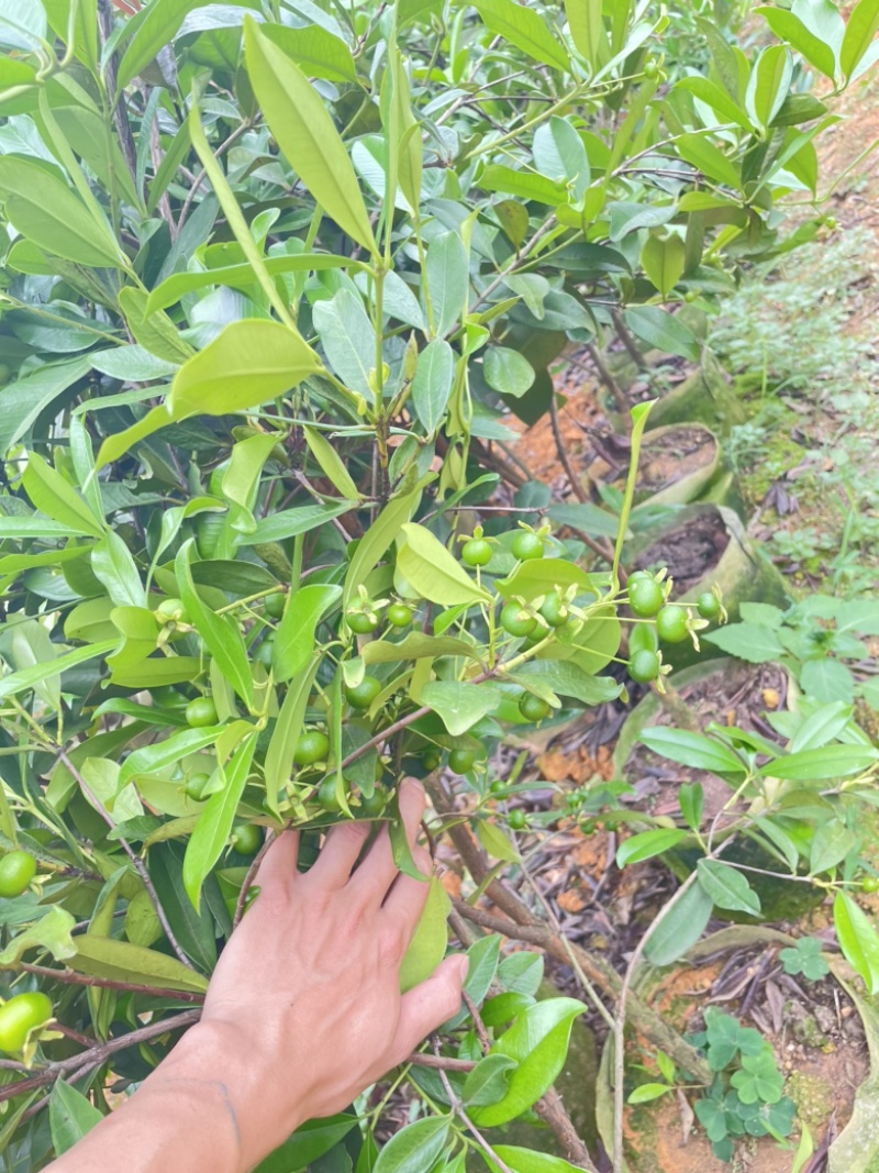 樱桃苗大果玫瑰樱桃苗盆栽南北方种植果苗