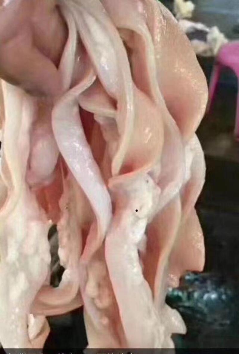 澄海狮头鹅批发