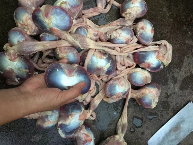 澄海狮头鹅批发