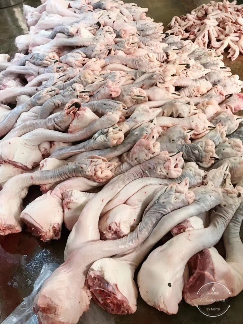 澄海狮头鹅批发