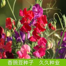 新采花卉香豌豆种子花豌豆香豌豆攀援性草本花卉易播种