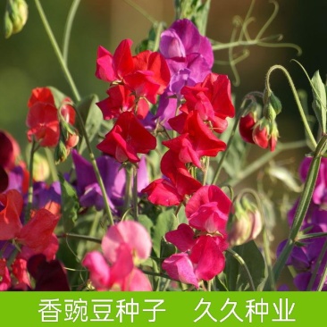 新采花卉香豌豆种子花豌豆香豌豆攀援性草本花卉易播种