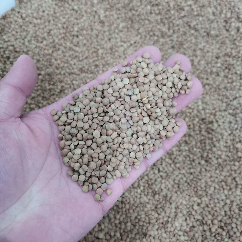 新采花卉香豌豆种子花豌豆香豌豆攀援性草本花卉易播种