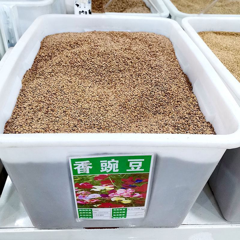 新采花卉香豌豆种子花豌豆香豌豆攀援性草本花卉易播种