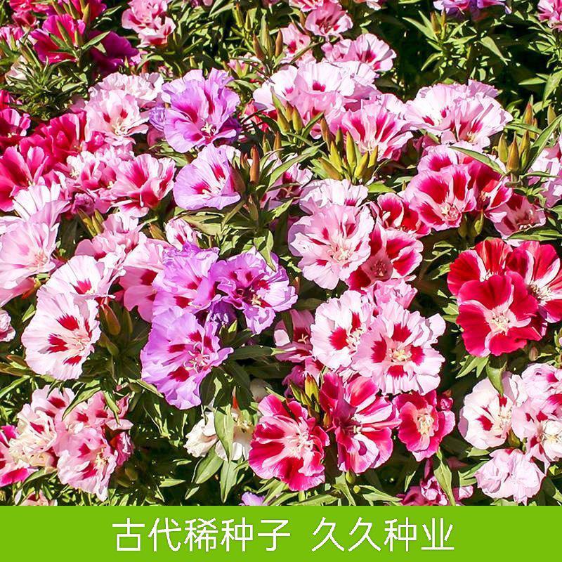 古代稀种子送春花种子四季种易活开花不断花坛室内阳台盆栽