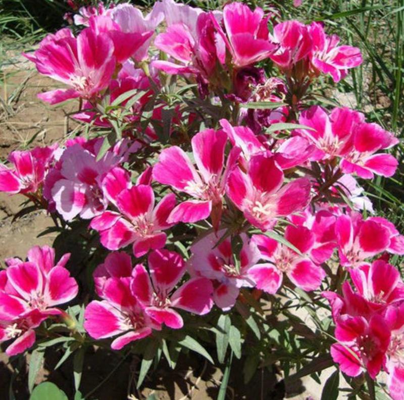古代稀种子送春花种子四季种易活开花不断花坛室内阳台盆栽