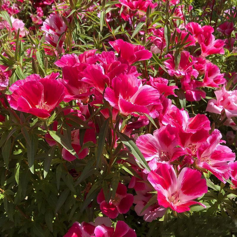 古代稀种子送春花种子四季种易活开花不断花坛室内阳台盆栽