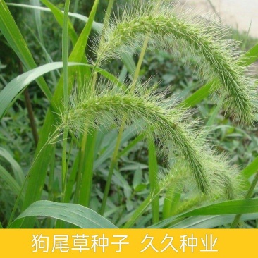 狗尾草种子旱地常见牧草杂草种子观赏型护坡狗尾巴草种籽