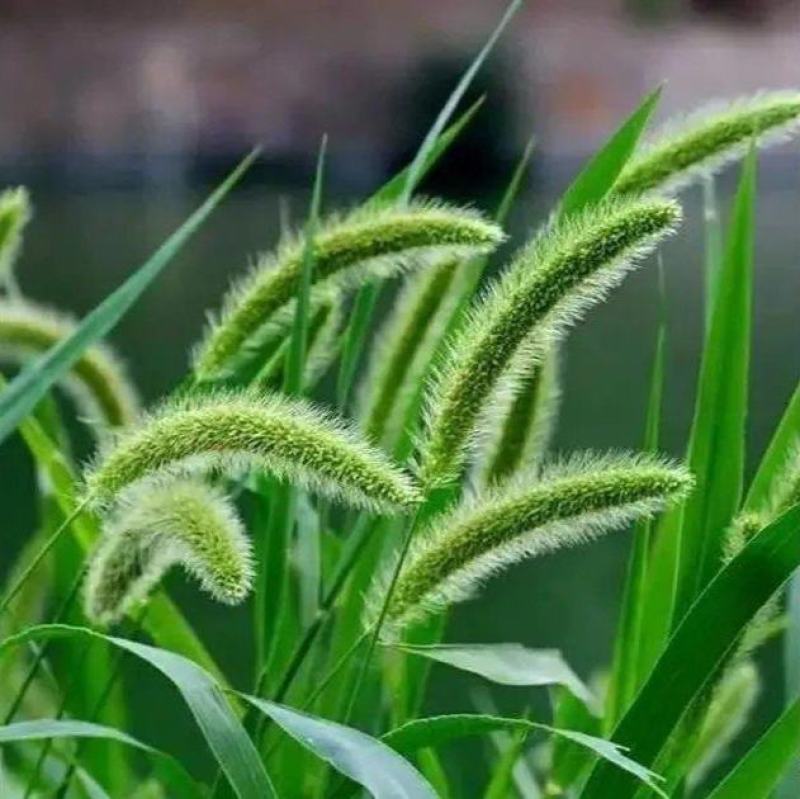 狗尾草种子旱地常见牧草杂草种子观赏型护坡狗尾巴草种籽