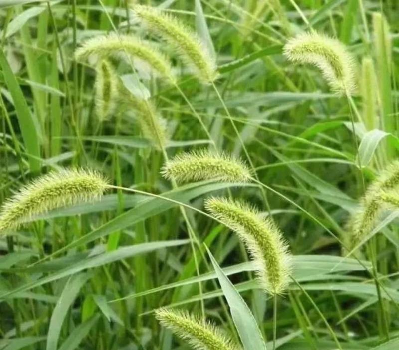 狗尾草种子旱地常见牧草杂草种子观赏型护坡狗尾巴草种籽