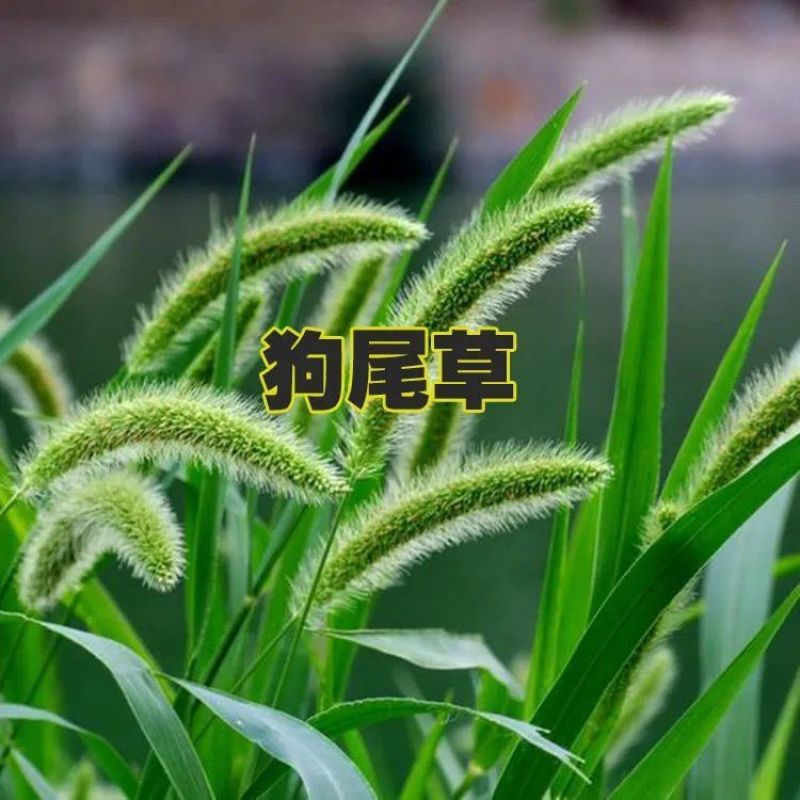 狗尾草种子旱地常见牧草杂草种子观赏型护坡狗尾巴草种籽