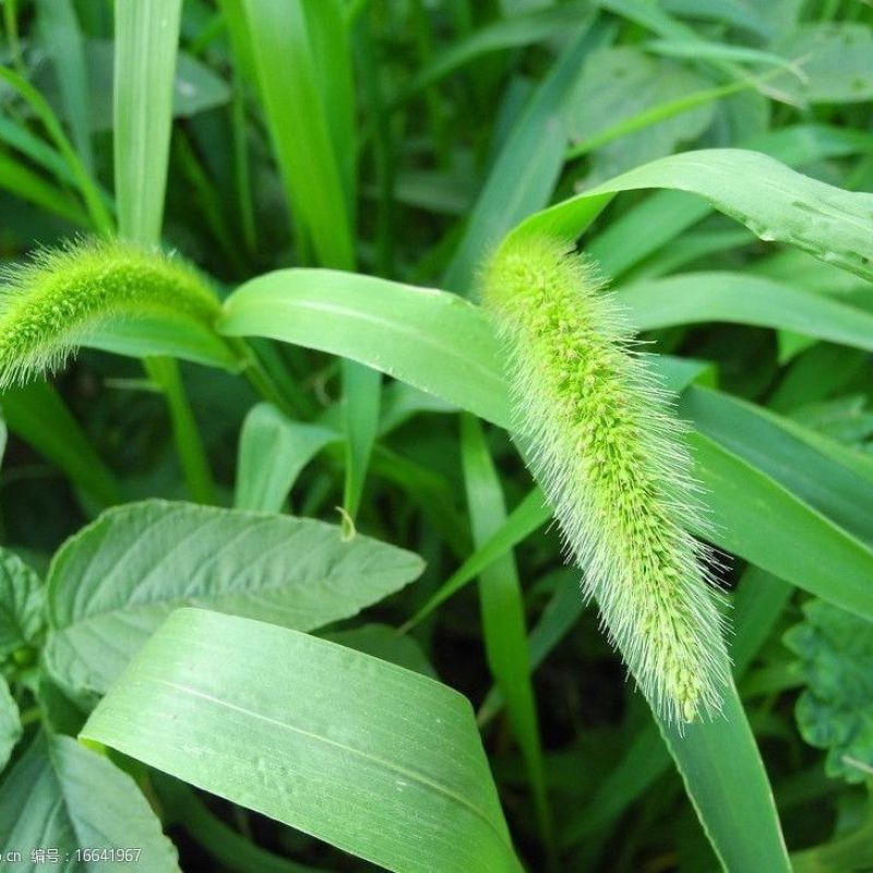 狗尾草种子旱地常见牧草杂草种子观赏型护坡狗尾巴草种籽