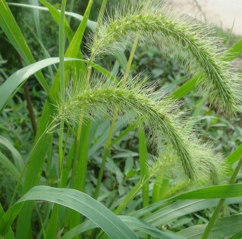狗尾草种子旱地常见牧草杂草种子观赏型护坡狗尾巴草种籽