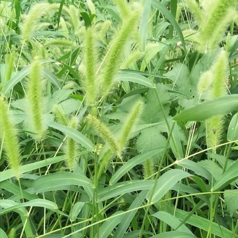 狗尾草种子旱地常见牧草杂草种子观赏型护坡狗尾巴草种籽