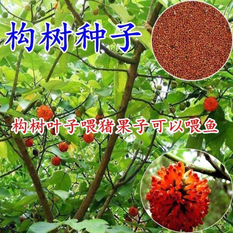 杂交构树种子构树苗构桃树构乳树楮树假杨梅新种子出芽高