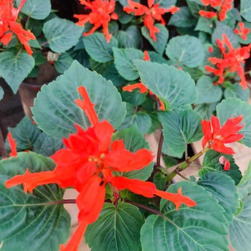【精选】一串红产地大量，保质保量，量大从优，可以视频看