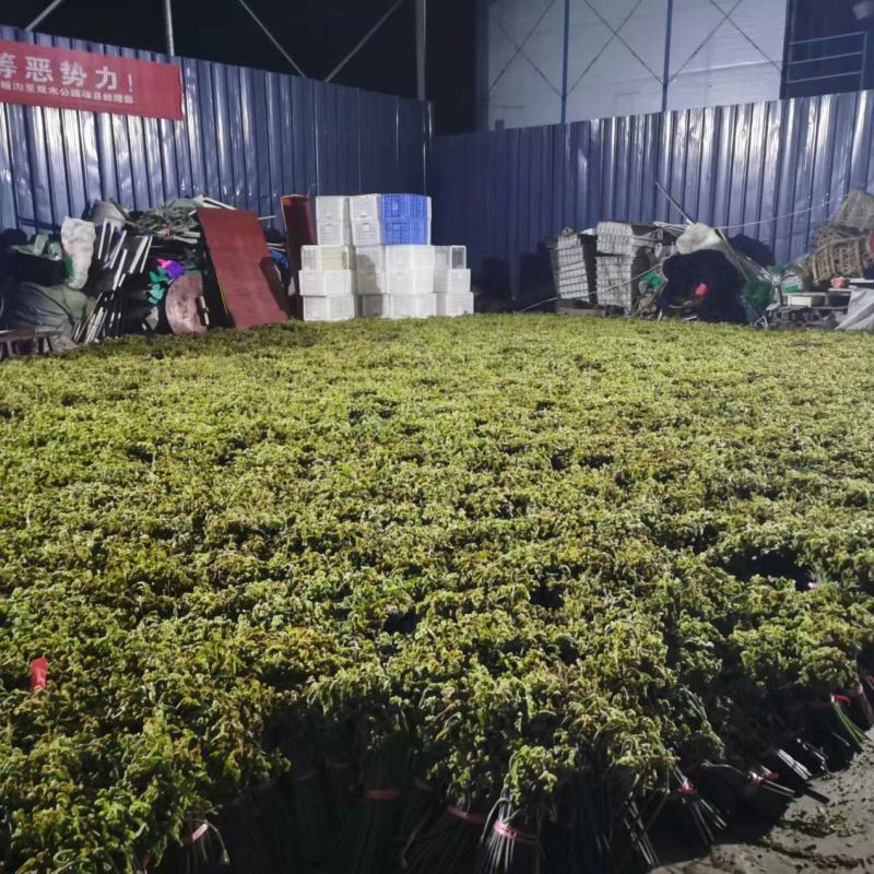 大量供应蕨菜