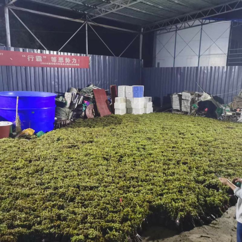 大量供应蕨菜