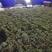 大量供应蕨菜
