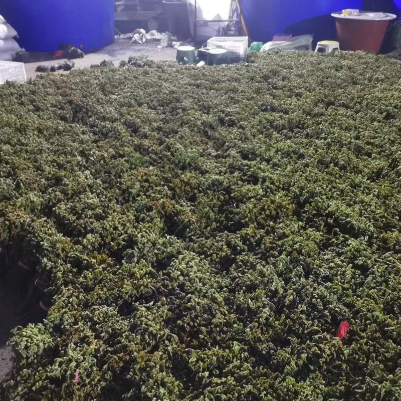 大量供应蕨菜
