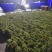 大量供应蕨菜