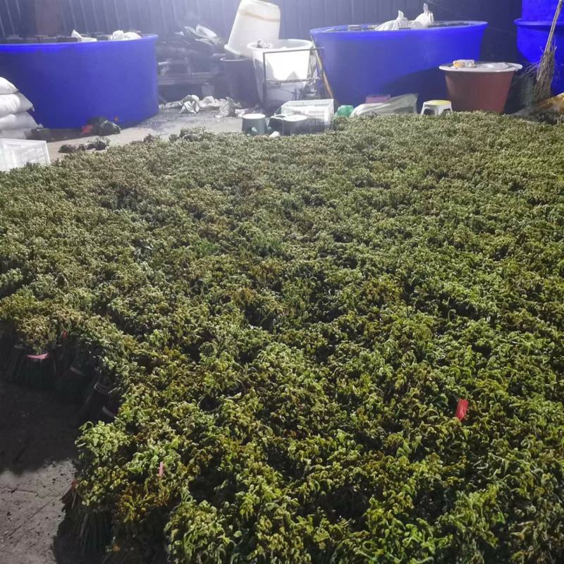 大量供应蕨菜