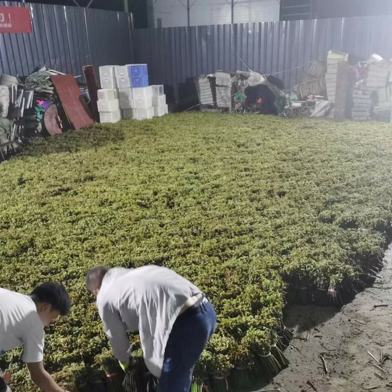 大量供应蕨菜