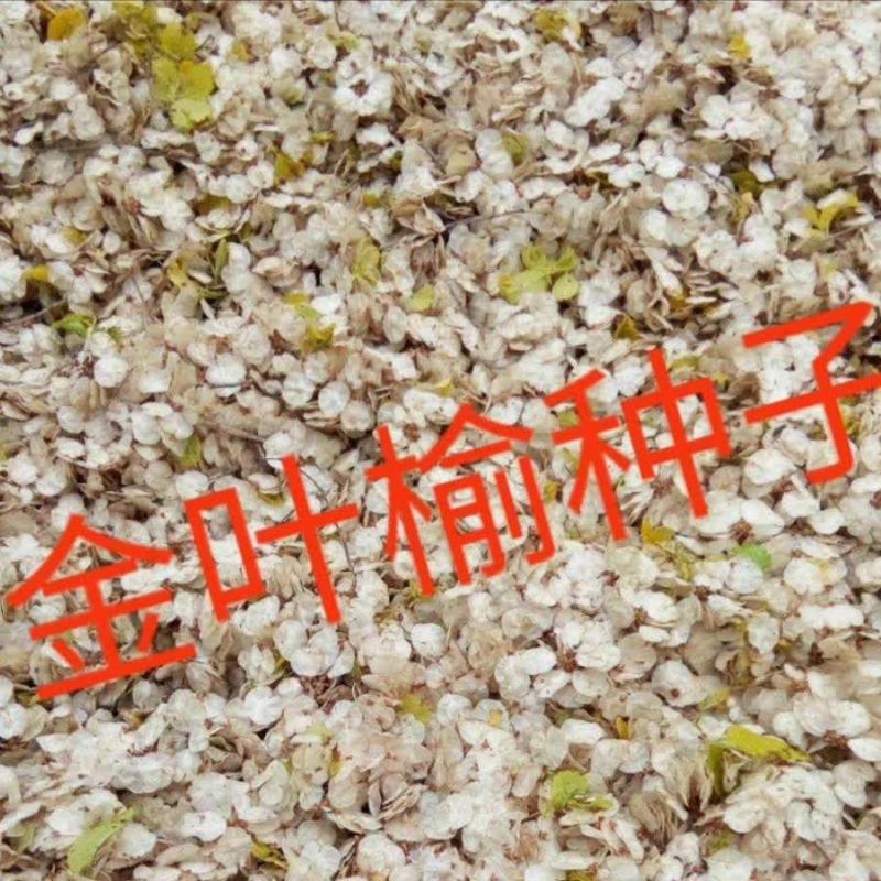金叶榆种子，黄金榆树种子，金叶榆籽，黄金榆籽