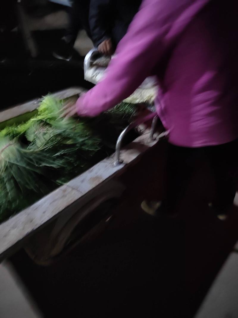 荆州精品红帽蒜苔上市了，直供电商.超市.发市场